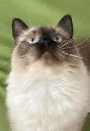 ぶんた