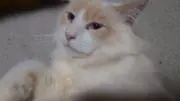 みんみんぜみの画像