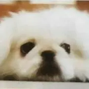 まいか