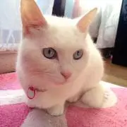 マリネコ