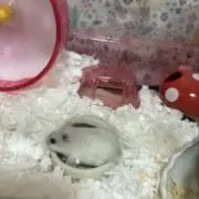 ゆるちゃんの画像