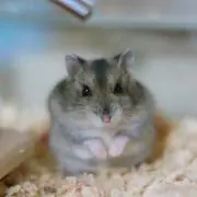 ゆずはの画像