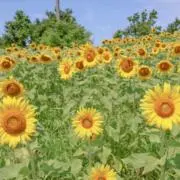 即購入可◎断捨離中/ Mちゃんの画像
