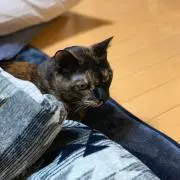ドロンコの画像