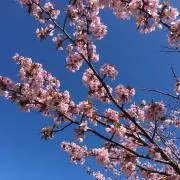 Doraの画像