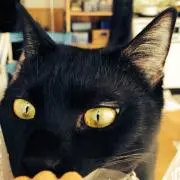 クロネコ ※プロフィールご一読ください※