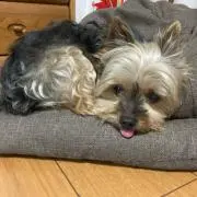 さくらの画像