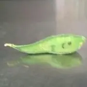 えだまめの画像