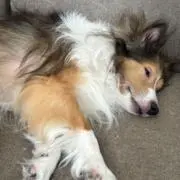 のったりうさぎの画像