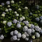 カ