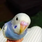ガンモちゃん