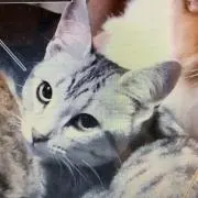 リズの画像