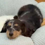 こめ