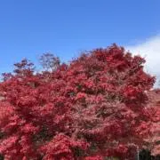 ありんの画像