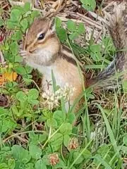 ヒロップの画像