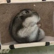 GURIの画像