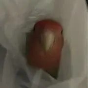jsh7の画像
