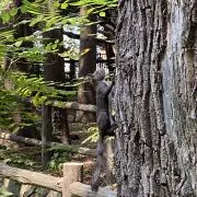 ヤコの画像
