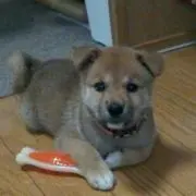 鈴の画像