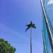 SN