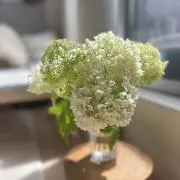 あじさいの画像
