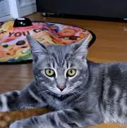 SYOの画像