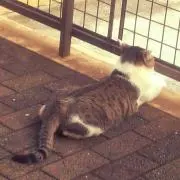 たも助の画像