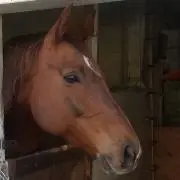 BNNの画像