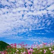 うろこ雲の画像