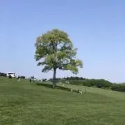 ゆっちん