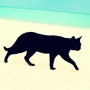 neko