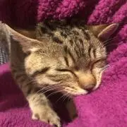 ねこ小屋の画像