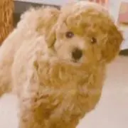 ゆみちぃの画像