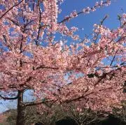 かなこの画像