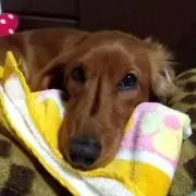 ELF