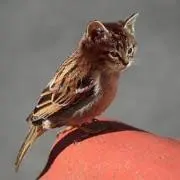 ふく