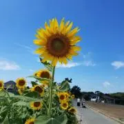 mayの画像