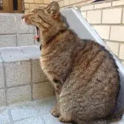 みぃ。の画像