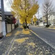 まくさんの画像