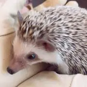 ハリー