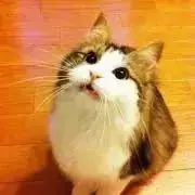 猫月の画像