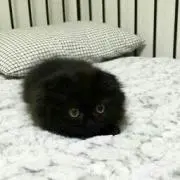 コバの画像