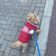 ほわの画像