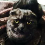 バルトの画像