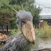 しゅーびるの画像