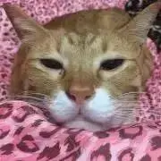 まことプロフ要チェックの画像