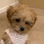 モモコ