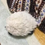 かめ