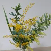 mimosaの画像