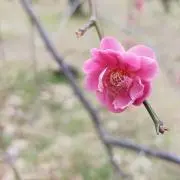 kiの画像